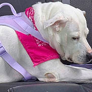 Lucy is registered to the contest to win money with this photo: dog, white_dog, bandana, pink_bandana, harness, lavender_harness, car_seat, pet, animal, resting, side_view, canine, domestic_animal, fur, ears, snout, paw, leisure, indoors, transport