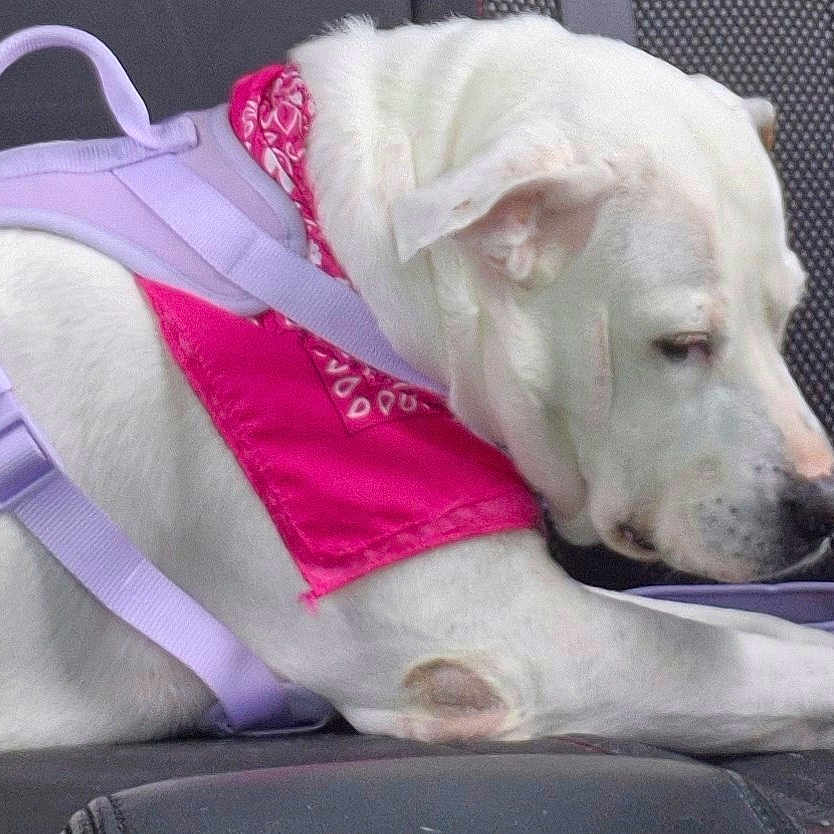 Lucy is registered to the contest to win money with this photo: animal, bandana, canine, car_seat, dog, domestic_animal, ears, fur, harness, indoors, lavender_harness, leisure, paw, pet, pink_bandana, resting, side_view, snout, transport, white_dog