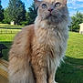 animal, cat, clouds, daytime, ears, feline, fluffy_cat, fur, grass, nature, orange_cat, outdoor, pet, portrait, sitting, sky, sunlight, trees, whiskers, wooden_railing