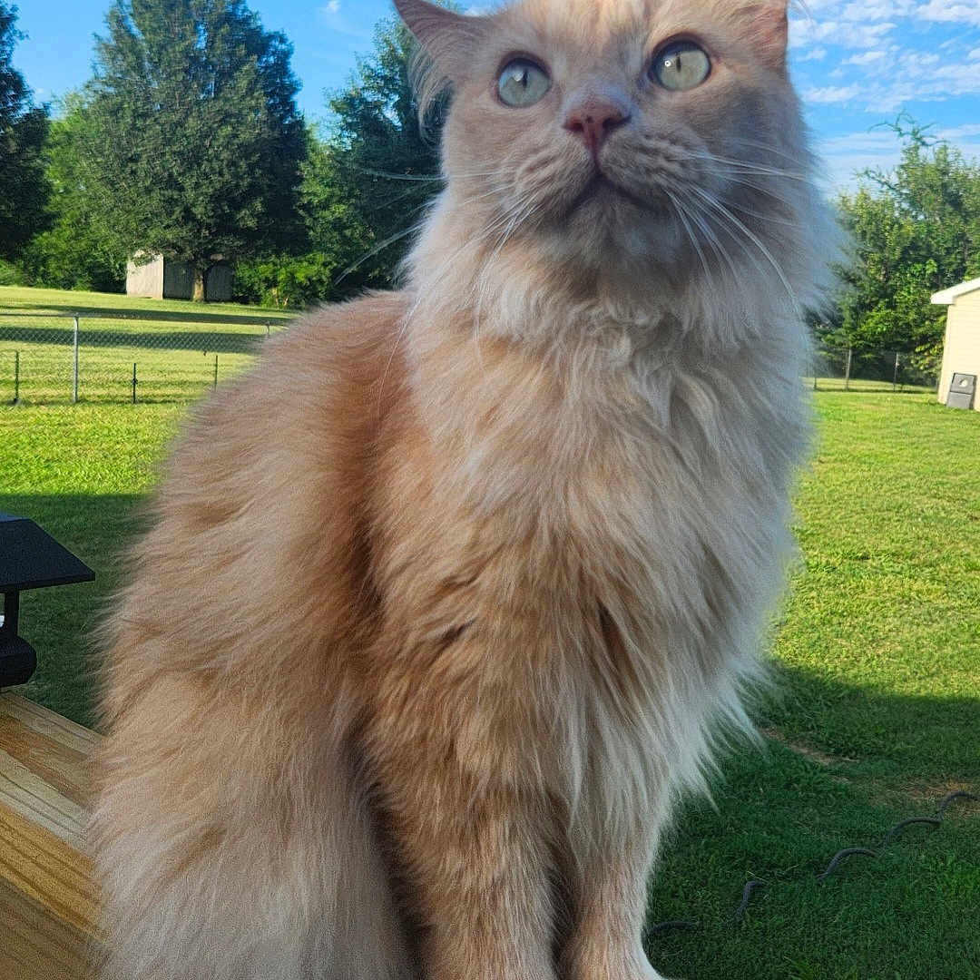 Chakra joined the competition — help win amazing prizes! animal, cat, clouds, daytime, ears, feline, fluffy_cat, fur, grass, nature, orange_cat, outdoor, pet, portrait, sitting, sky, sunlight, trees, whiskers, wooden_railing