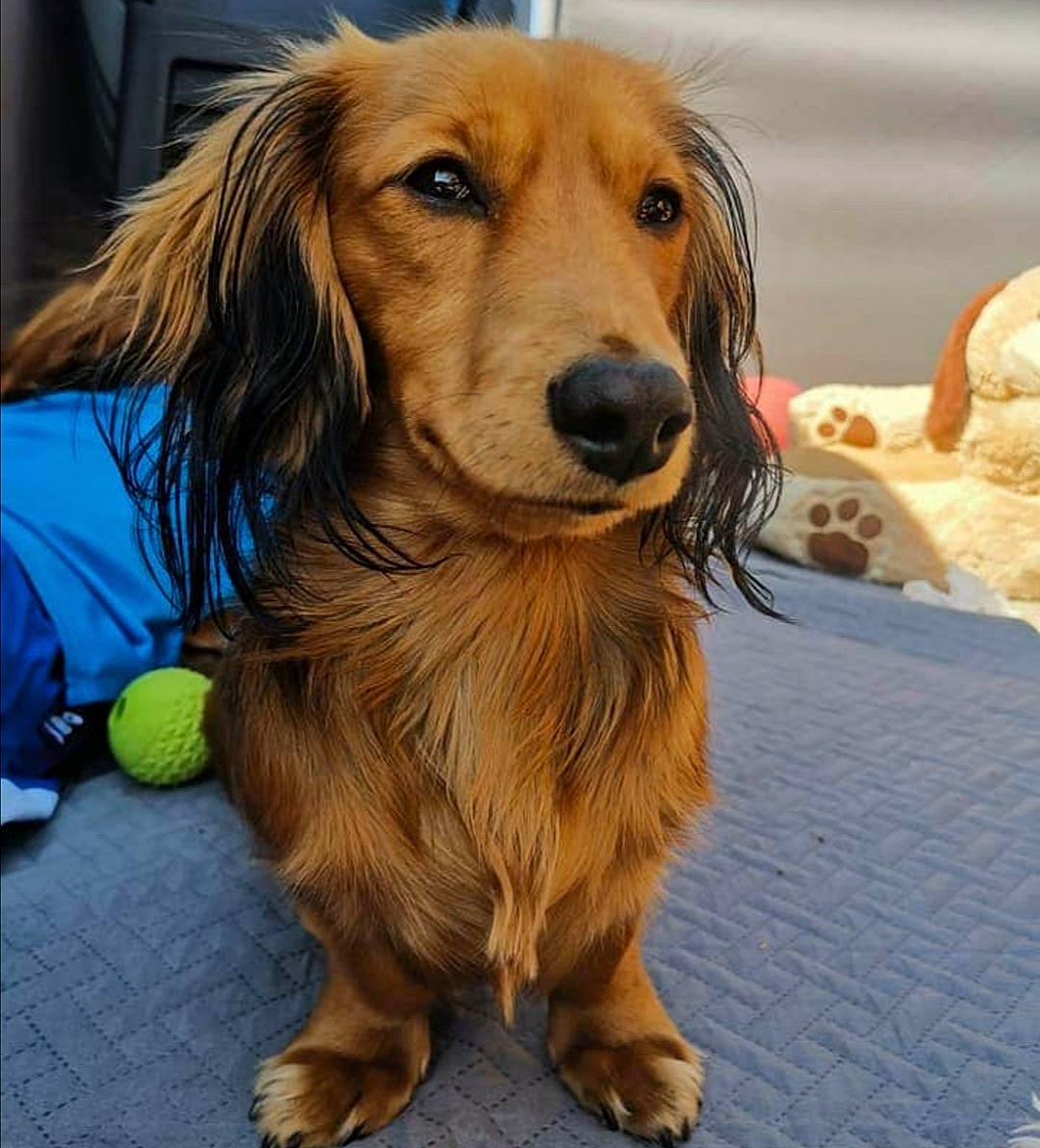 Paco a rejoint le concours — aidez-le/la à gagner de superbes lots ! ancient_dog_breeds, canidae, carnivore, companion_dog, dog, dog_breed, dog_supply, fawn, flooring, fur, gun_dog, liver, snout, spaniel, sporting_group, whiskers, working_animal, working_dog