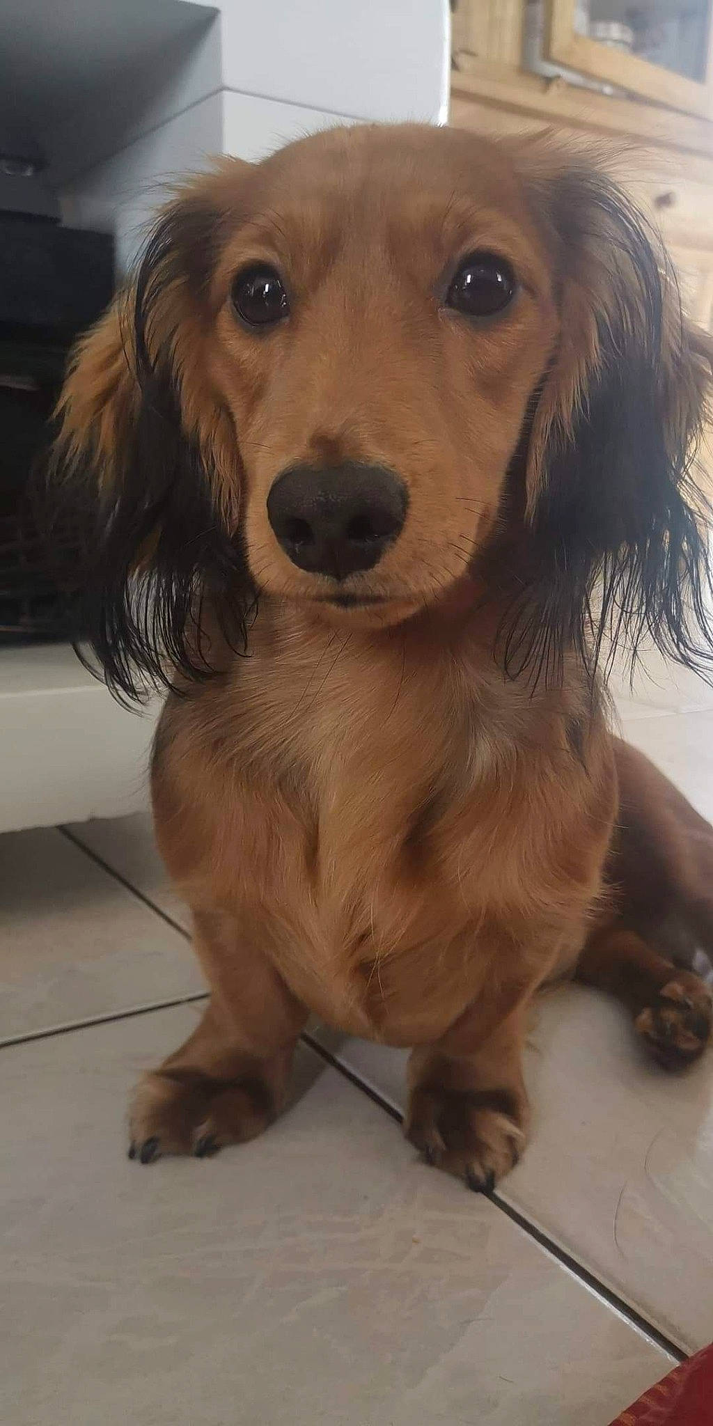 Paco a rejoint le concours — aidez-le/la à gagner de superbes lots ! canidae, carnivore, companion_dog, dog, dog_breed, fawn, flooring, fur, gun_dog, hair, liver, pet_supply, puppy, small_greek_domestic_dog, snout, sporting_group, whiskers, working_animal