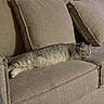 Casper is registered to the contest to win money with this photo: cat, sleeping, couch, beige, furniture, indoor, pet, cozy, relaxation, tabby, fur, home, living_room, pillows, rest, animal, calm, comfort, cute, nap