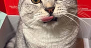 Casper is registered to the contest to win money with this photo: cat, gray_cat, striped_cat, pet, tongue_out, box, indoor, cute, animal, feline, whiskers, sitting, playful, closeup, domestic_cat, curious, looking_up, red_background, fur, eyes