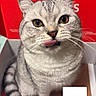cat, gray_cat, striped_cat, pet, tongue_out, box, indoor, cute, animal, feline, whiskers, sitting, playful, closeup, domestic_cat, curious, looking_up, red_background, fur, eyes
