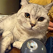 Casper is registered to the contest to win money with this photo: cat, gray_tabby, close_up, yellow_eyes, whiskers, fur, domestic_cat, indoor, wooden_surface, black_object, person_hand, yellow_jacket, framed_pictures, wall, cozy, homedecor, relaxed, curious, pet, animal