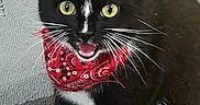 Sylvester is registered to the contest to win money with this photo: accessory, bandana, black_fur, cat, closeup, cozy, domestic_animal, expressive_face, indoor, meowing, paws, pet, portrait, red_bandana, rug, sitting, tuxedo_cat, whiskers, white_paws, yellow_eyes