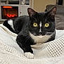cat, tuxedo_cat, pet, yellow_eyes, whiskers, blanket, cozy, indoors, living_room, fireplace, couch, close_up, portrait, front_paw, black_fur, white_fur, gaze, ears, domestic_cat, fur_texture