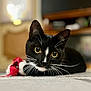 Sylvester joined the competition — help win amazing prizes! cat, tuxedo_cat, whiskers, yellow_eyes, close_up, portrait, pet, indoor, toy, bokeh, shallow_depth_of_field, curious, playful, lying_down, floor, fur, black_and_white, ears, feline, nose