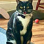 cat, tuxedo_cat, pet, sitting, meowing, whiskers, bow_tie, collar_bell, yellow_eyes, hardwood_floor, toy_ball, chair, rug, indoors, portrait, black_and_white, feline, paws, tail, expressive