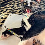 Sylvester is registered to the contest to win money with this photo: cat, tuxedo_cat, pet, whiskers, open_mouth, teeth, notebook, pen, paw, indoor, rug, patterned_rug, sunlight, collar, playful, close_up, fur, domestic_animal, meowing, laid_back
