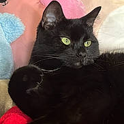 Felix joined the competition — help win amazing prizes! cat, black_cat, green_eyes, whiskers, ear, fur, plush_toy, stuffed_animal, pillow, pink_pillow, blue_plush, red_blanket, blanket, cozy, indoor, close_up, portrait, lounging, soft_texture, cute