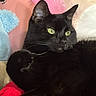 black_cat, blanket, blue_plush, cat, close_up, cozy, cute, ear, fur, green_eyes, indoor, lounging, pillow, pink_pillow, plush_toy, portrait, red_blanket, soft_texture, stuffed_animal, whiskers