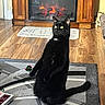 black_cat, cat, cozy, curious, domestic, fireplace, furniture, hardwood_floor, home_interior, indoor, living_room, mat, pet, rug, sitting, stuffed_animal, toy_bow, upright, wide_eyes, wooden_cabinet
