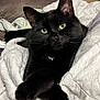Felix is registered to the contest to win money with this photo: cat, black_cat, feline, pet, indoor, portrait, close_up, green_eyes, whiskers, paws_crossed, blanket, bedding, cozy, fur, ears, nose, gaze, domestic_animal, resting, relaxed