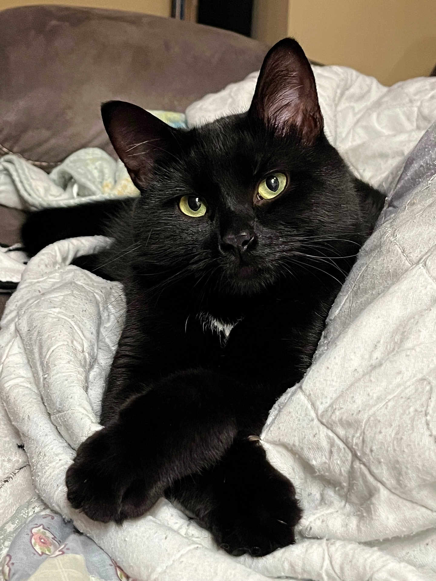 Felix is registered to the contest to win money with this photo: cat, black_cat, feline, pet, indoor, portrait, close_up, green_eyes, whiskers, paws_crossed, blanket, bedding, cozy, fur, ears, nose, gaze, domestic_animal, resting, relaxed