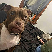 Snoop is registered to the contest to win money with this photo: dog, brown_dog, white_dog, bed, blanket, person, jeans, green_shirt, window, curtains, indoor, pet, animal, furniture, black_blanket, close_up, face, ears, nostrils, eyes