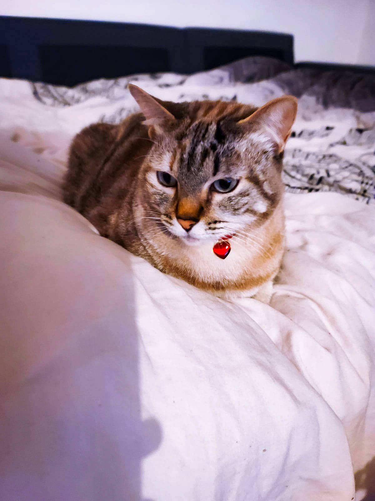 Canabis a rejoint le concours — aidez-le/la à gagner de superbes lots ! carnivore, cat, claw, domestic_short_haired_cat, eye, fang, fawn, felidae, freezing, fur, paw, small_to_medium_sized_cats, snout, snow, terrestrial_animal, tree, whiskers, wildlife, winter