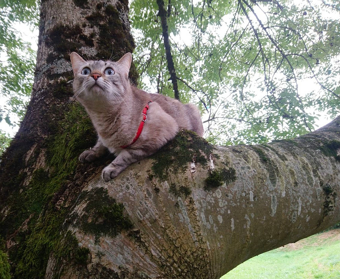 Canabis a rejoint le concours — aidez-le/la à gagner de superbes lots ! branch, carnivore, cat, domestic_short_haired_cat, fawn, felidae, forest, fur, grass, plant, small_to_medium_sized_cats, snout, tail, terrestrial_animal, tree, trunk, twig, whiskers, wildlife, wood