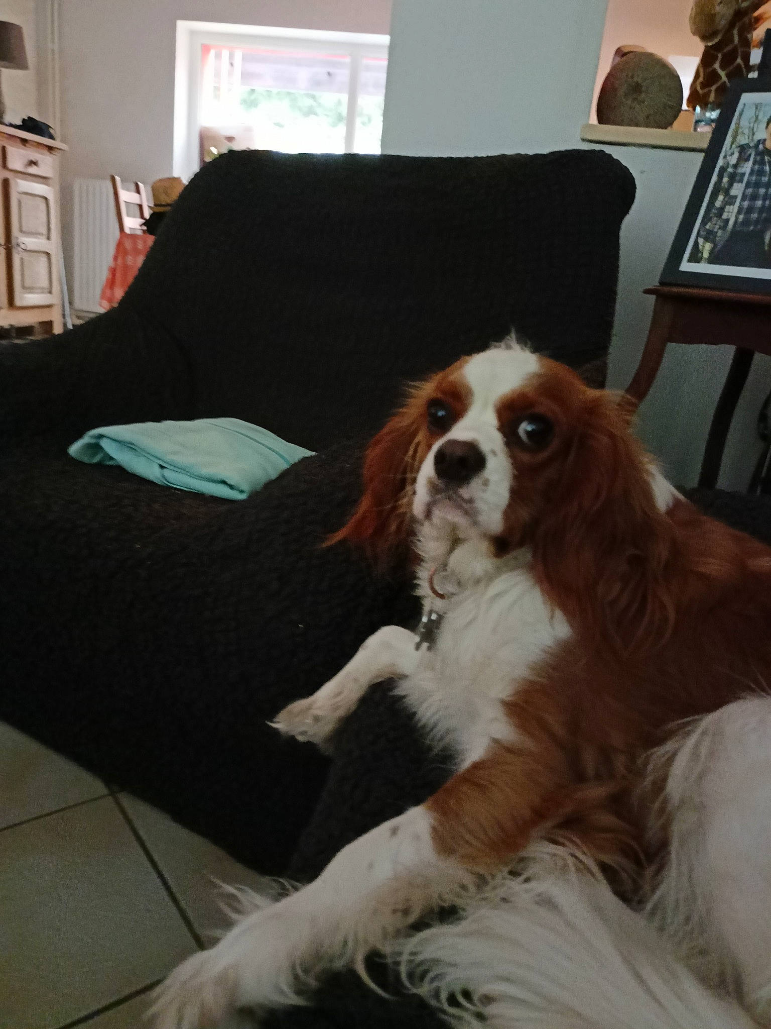 Bidule participe au concours pour gagner de l'argent avec cette photo : canidae, carnivore, cavalier_king_charles_spaniel, chair, comfort, companion_dog, couch, dog, dog_breed, door, fawn, fur, hardwood, king_charles_spaniel, liver, picture_frame, snout, spaniel, sporting_group, wood