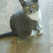 Bro is registered to the contest to win money with this photo: cat, gray_cat, white_paws, white_chest, sitting, looking_up, whiskers, yellow_eyes, floor, tiled_floor, indoor, pet, animal, fur, domestic_cat, cute, curious, portrait, closeup, feline