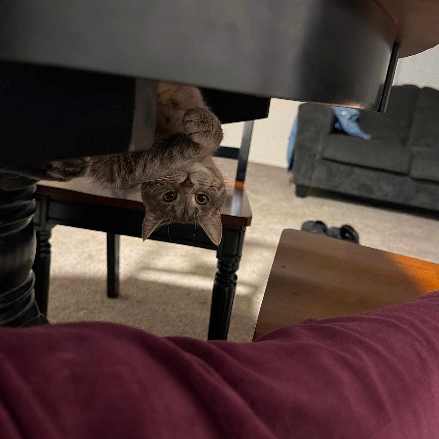 Chloe joined the competition — help win amazing prizes! cat, feline, pet, upside_down, hanging, playful, curious, gray_tabby, animal, face, eyes, whiskers, indoors, living_room, table, coffee_table, couch, carpet, human, casual