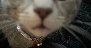 Chloe is registered to the contest to win money with this photo: cat, kitten, feline, close_up, face, eyes, nose, whiskers, fur, collar, bell, pet, indoors, portrait, curious, adorable, blurry, soft_focus, dark_background, animal
