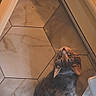 Chloe is registered to the contest to win money with this photo: cat, pet, animal, feline, lying_down, upside_down, looking_at_camera, eyes, ears, whiskers, fur, tabby, brown, black, tail, indoor, floor, tiles, portrait, home