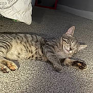 Chloe is registered to the contest to win money with this photo: cat, tabby, gray_cat, sleeping, relaxed, lying_down, pet, animal, furry, whiskers, ears, paws, claws, striped_fur, indoor, carpet, sunlight, home, cozy, nap