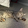 cat, tabby, gray_cat, sleeping, relaxed, lying_down, pet, animal, furry, whiskers, ears, paws, claws, striped_fur, indoor, carpet, sunlight, home, cozy, nap