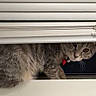 Chloe is registered to the contest to win money with this photo: cat, tabby, gray_cat, furry, pet, animal, face, eyes, whiskers, collar, red_tag, window, blinds, indoors, peekaboo, sitting, fur, portrait, cozy, home