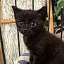 Neo participe au concours pour gagner de l'argent avec cette photo : kitten, black_cat, pet, animal, cute, fur, whiskers, indoor, small, young, curious, sitting, closeup, face, eyes, feline, soft, domestic_cat, furniture, plant
