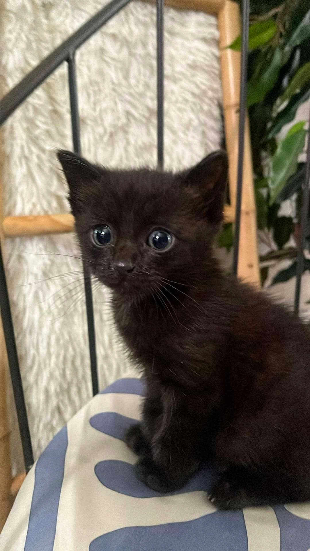 Neo