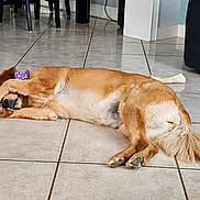 Ziva is registered to the contest to win money with this photo: animal, bone, canine, chair, couch, dog, domestic, floor, furniture, golden_retriever, indoor, lying_down, paw_covering_face, pet, playful, purple_toy, relaxed, resting, tail, tile_floor