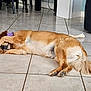animal, bone, canine, chair, couch, dog, domestic, floor, furniture, golden_retriever, indoor, lying_down, paw_covering_face, pet, playful, purple_toy, relaxed, resting, tail, tile_floor