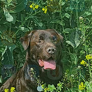 Mango a rejoint le concours — aidez-le/la à gagner de superbes lots ! annual_plant, canidae, carnivore, companion_dog, dog, dog_breed, fawn, flower, grass, groundcover, gun_dog, hat, herbaceous_plant, liver, plant, pointing_breed, shrub, sporting_group, terrestrial_animal, working_animal