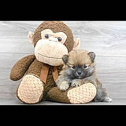 Coco Chanel is registered to the contest to win money with this photo: puppy, dog, stuffed_toy, monkey, plush, cute, animal, fur, small, indoors, cuddling, soft, friendship, toy, brown, playful, pet, companion, adorable, floor