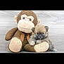 puppy, dog, stuffed_toy, monkey, plush, cute, animal, fur, small, indoors, cuddling, soft, friendship, toy, brown, playful, pet, companion, adorable, floor