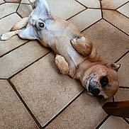 Tonic a rejoint le concours — aidez-le/la à gagner de superbes lots ! dog, small_dog, lying_down, floor, tile_floor, indoors, relaxed, curious, brown_dog, wooden_chair, pet, animal, paws, fur, head, ears, snout, domestic_animal, companion, resting