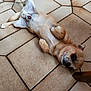 dog, small_dog, lying_down, floor, tile_floor, indoors, relaxed, curious, brown_dog, wooden_chair, pet, animal, paws, fur, head, ears, snout, domestic_animal, companion, resting
