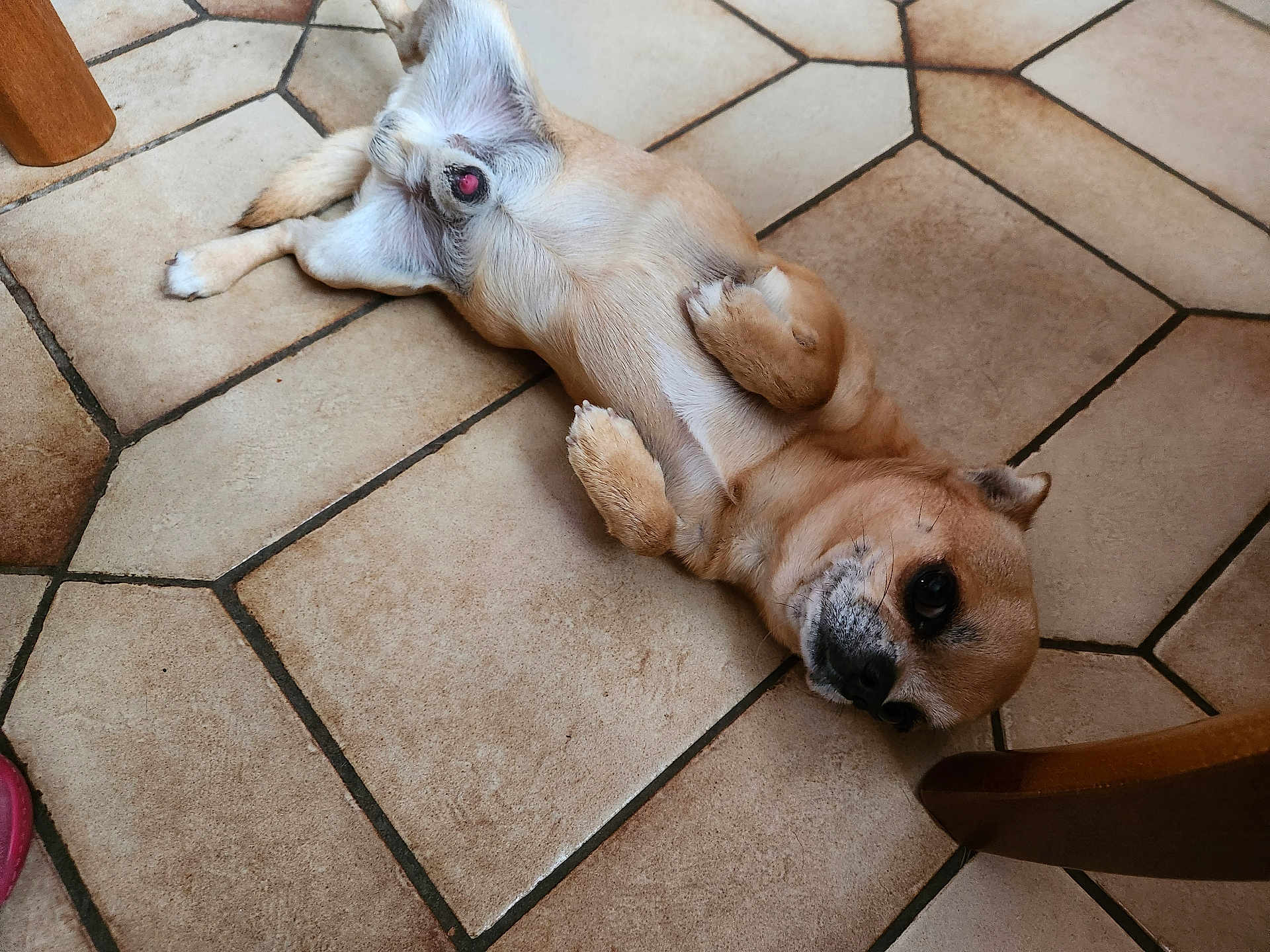 Tonic a rejoint le concours — aidez-le/la à gagner de superbes lots ! dog, small_dog, lying_down, floor, tile_floor, indoors, relaxed, curious, brown_dog, wooden_chair, pet, animal, paws, fur, head, ears, snout, domestic_animal, companion, resting