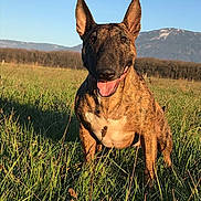 Jenna a rejoint le concours — aidez-le/la à gagner de superbes lots ! animal, brindle, canine, clear_sky, daytime, dog, ears, field, friendly, grass, happy, landscape, mammal, mountains, nature, outdoor, pet, sitting, summer, sunlight