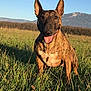 animal, brindle, canine, clear_sky, daytime, dog, ears, field, friendly, grass, happy, landscape, mammal, mountains, nature, outdoor, pet, sitting, summer, sunlight