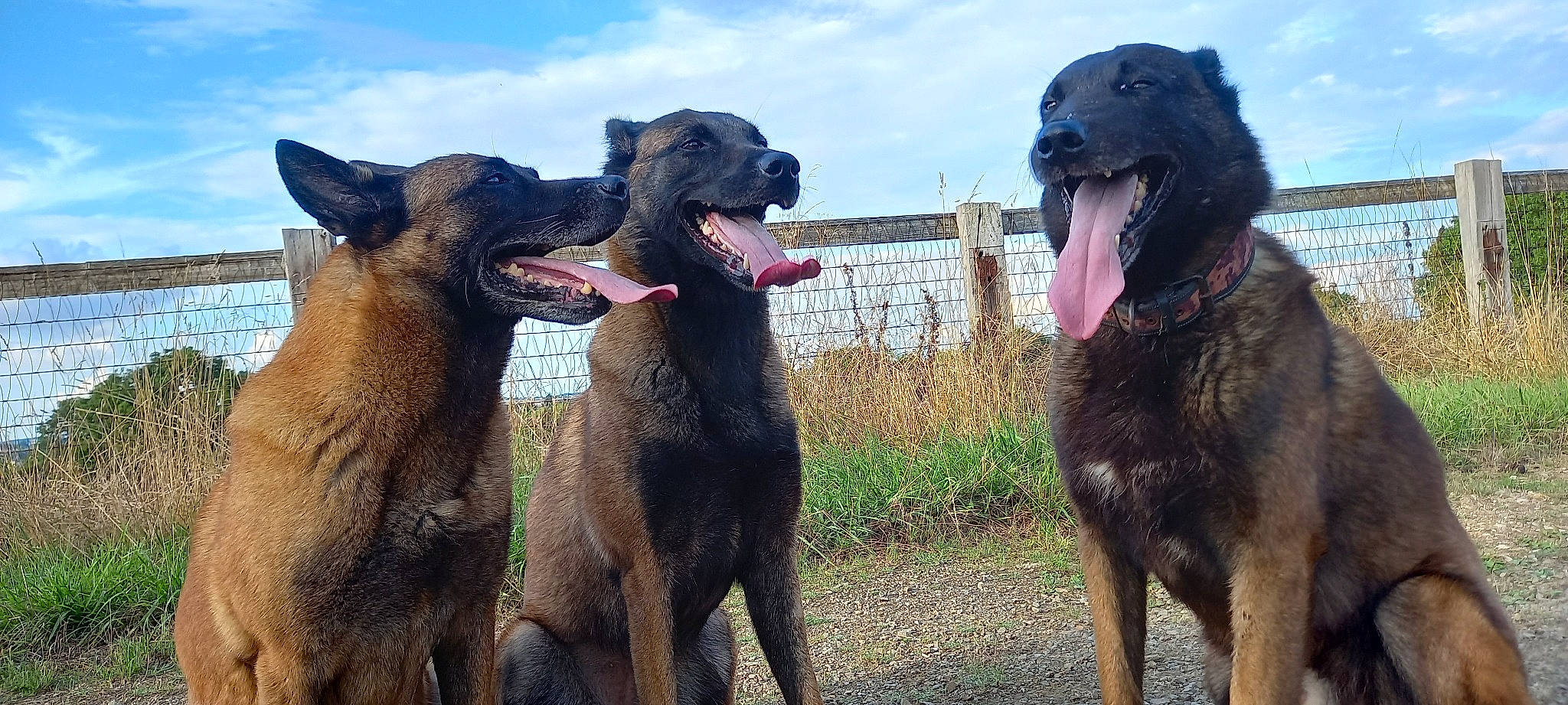 Jedi a rejoint le concours — aidez-le/la à gagner de superbes lots ! canidae, carnivore, cloud, dog, dog_breed, fawn, gesture, herd, hunting_dog, jaw, plant, sky, snout, sporting_group, terrestrial_animal, water, wildlife, working_animal, working_dog