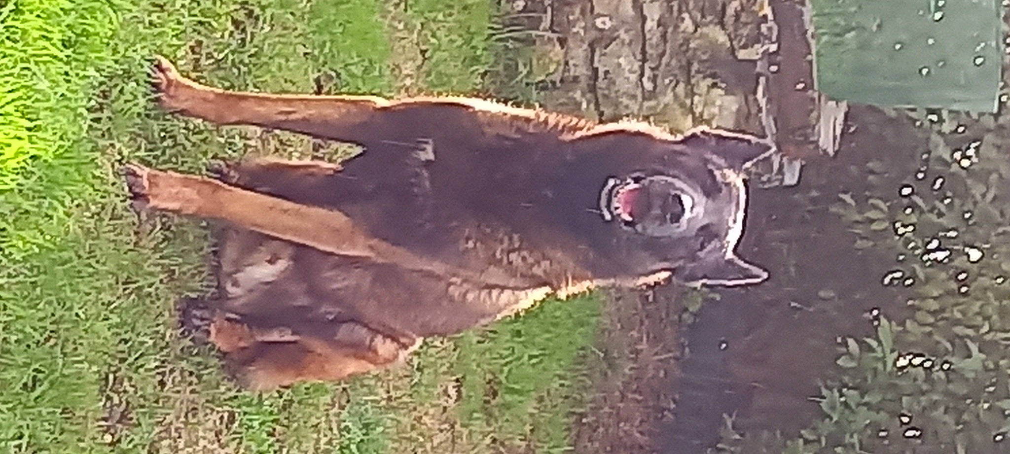 Jedi a rejoint le concours — aidez-le/la à gagner de superbes lots ! art, fin, fish, grass, marine_biology, plant, tail, tapir, terrestrial_animal, tree, trunk, water, wildlife, wood