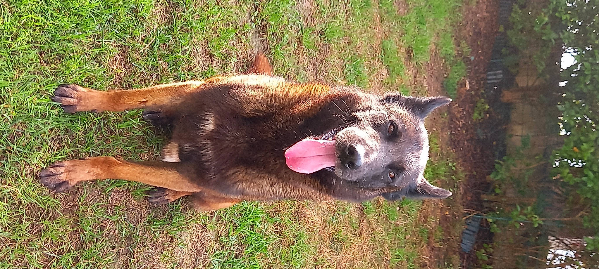 Jedi a rejoint le concours — aidez-le/la à gagner de superbes lots ! canidae, canis, carnivore, collar, dog, dog_breed, domestic_short_haired_cat, fawn, felidae, fur, grass, plant, small_to_medium_sized_cats, snout, sporting_group, tail, terrestrial_animal, wildlife, working_animal, working_dog