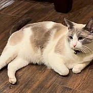 Kiwi joined the competition — help win amazing prizes! animal, bell, cat, collar, cute, domestic, ears, feline, fluffy, fur, gray, indoor, lying_down, paws, pet, relaxed, tail, whiskers, white, wooden_floor