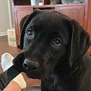 Dixie joined the competition — help win amazing prizes! animal, black_labrador, black_strap, cat, chewing, close_up, cozy, cute, dog, domestic, floor, furniture, furry, legs, living_room, person, pet, puppy, relaxing, wooden_cabinet