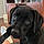 Dixie