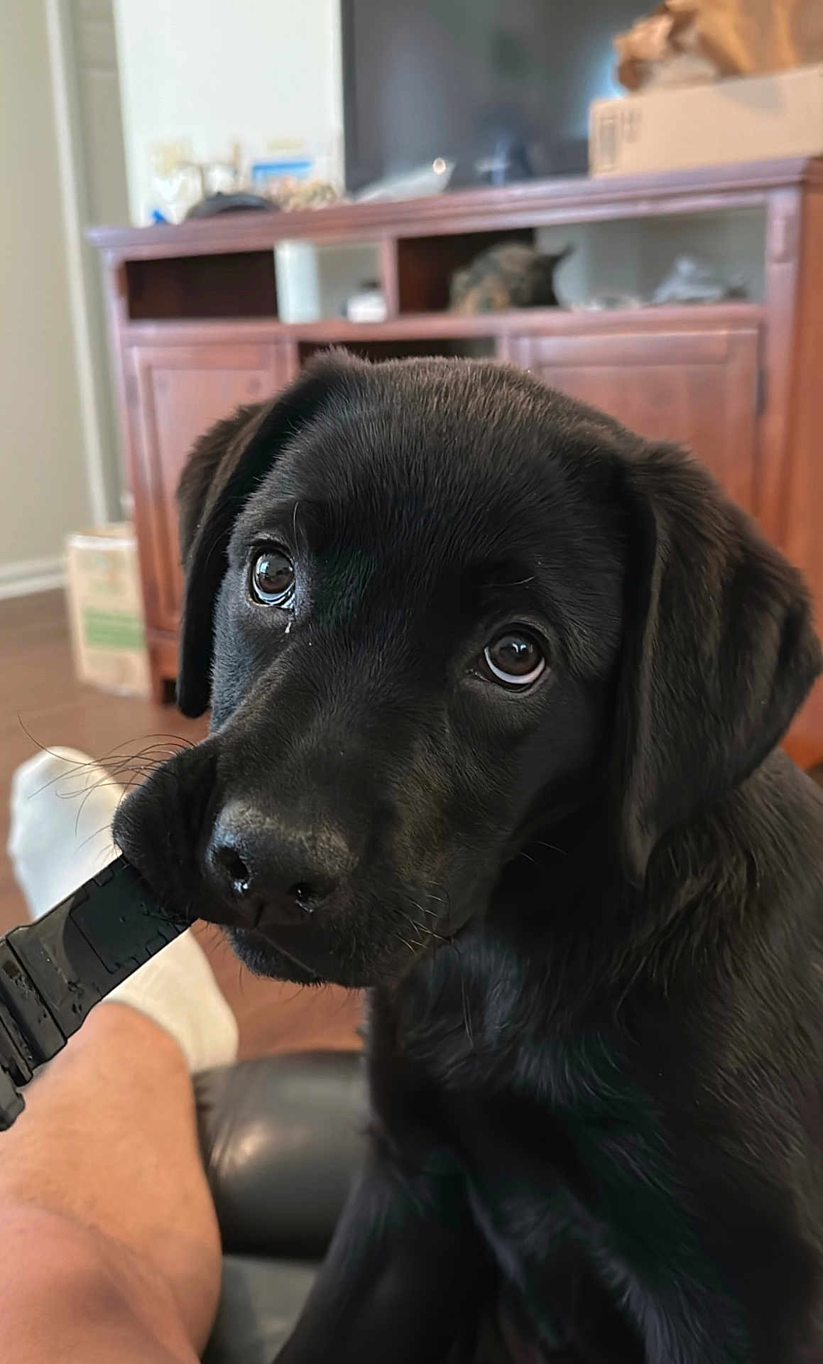 Dixie